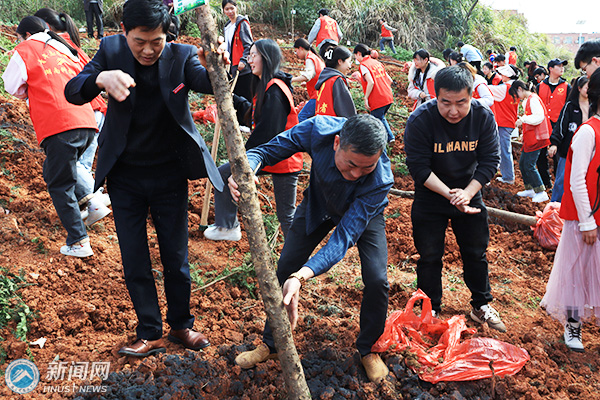 500a1ee16b154a9fa51f63c7d90b4ab9.jpg 红豆杉3.jpg