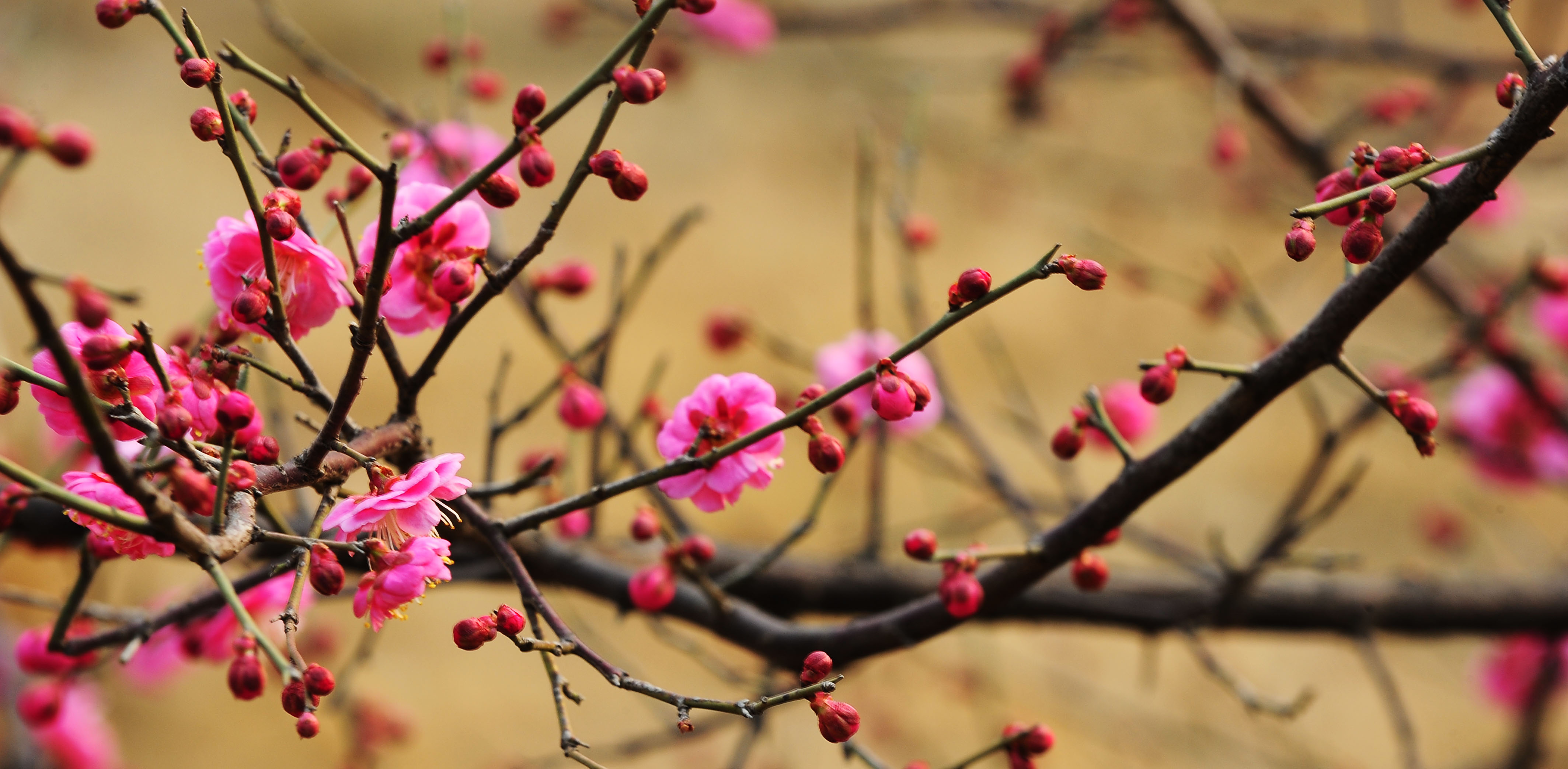<h3>Plum Garden Flourishes in Chilly Weather</h3><span></span>